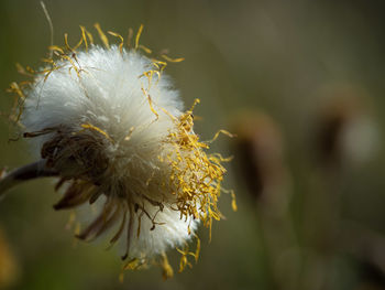 Close-up of white flowering plant