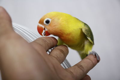 Close-up of a hand holding a bird