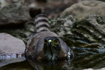 Close-up of bird