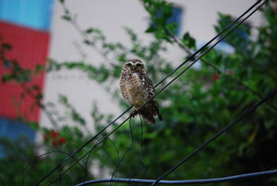 Owl on branch