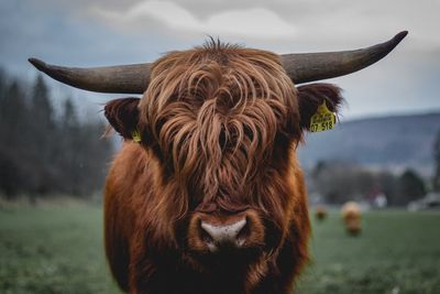 Close-up portrait of highland cattle