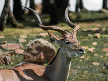 Deer on a field