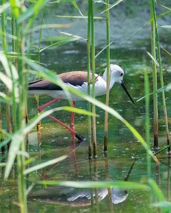 Bird perching on a lake