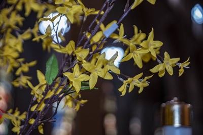 Close-up of yellow flowering plant