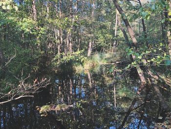 Reflection of trees in lake