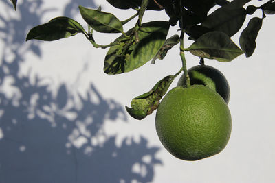 Low angle view of unripe orange on tree