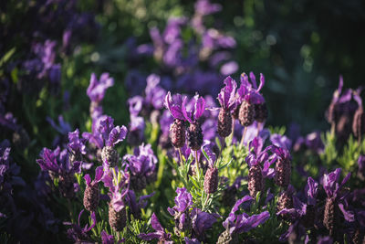 Close-up of purple flowering plants on field