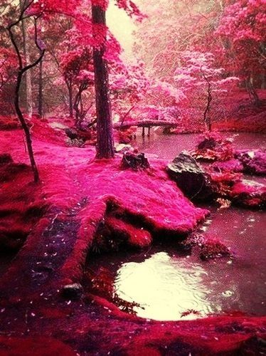 water, tree, pink color, flower, beauty in nature, nature, red, growth, branch, outdoors, day, tranquility, plant, river, season, waterfront, reflection, pink, scenics, no people