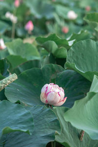 Close-up of pink lotus water lily in pond