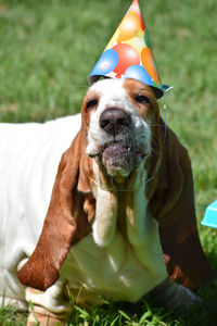 Close-up of dog in party hat