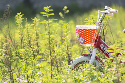 View of yellow flowering plants in basket on land