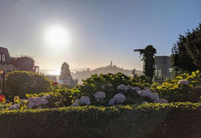 Plants growing outside building against sky