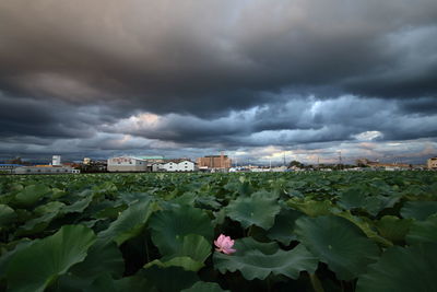 Scenic view of lily pads in lake by city against cloudy sky