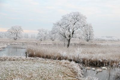 Bare trees by lake against sky during winter