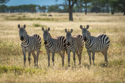 Zebras walking on land in forest