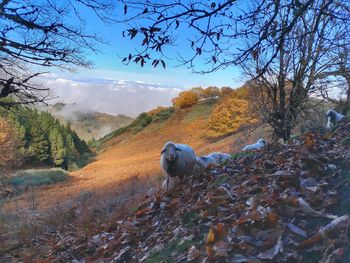 View of a dog on landscape