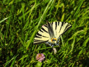 Close-up of butterfly pollinating on flower