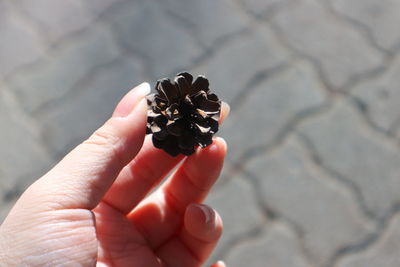 Close-up of person holding pine cone