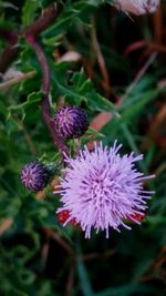 Close-up of thistle blooming outdoors