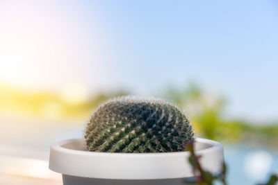 Close-up of cactus plant against sky