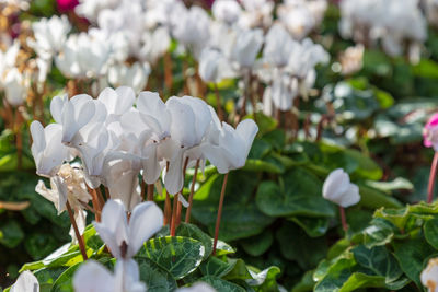 Close-up of white flowering plant