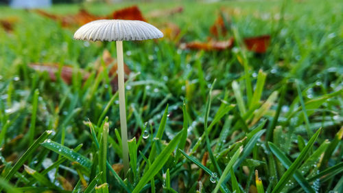 Close-up of mushroom growing on field