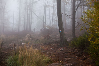 Trees in forest