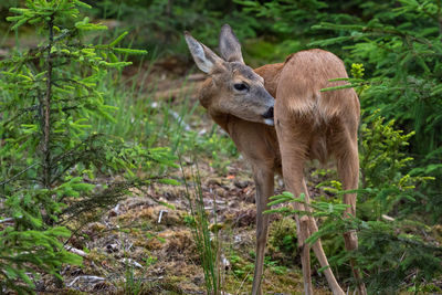 Deer standing in a forest