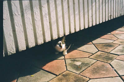 High angle view of cat on street