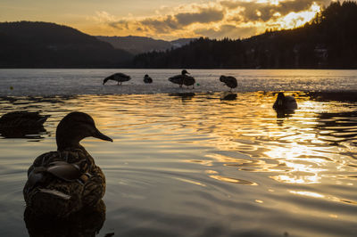 Swans swimming in lake