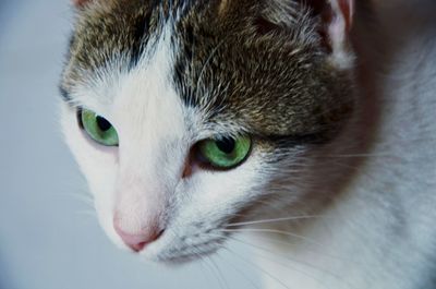 Close-up of cat looking away