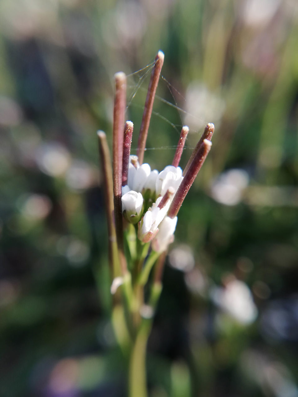 CLOSE-UP OF FLOWERING PLANT