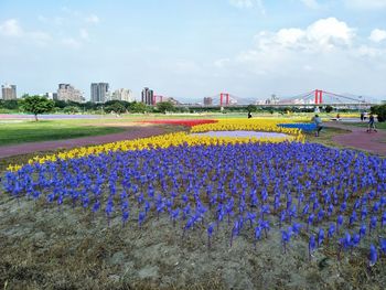 Scenic view of flowering plants by land against sky