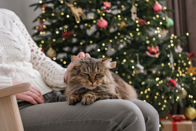 Cat sitting on christmas tree