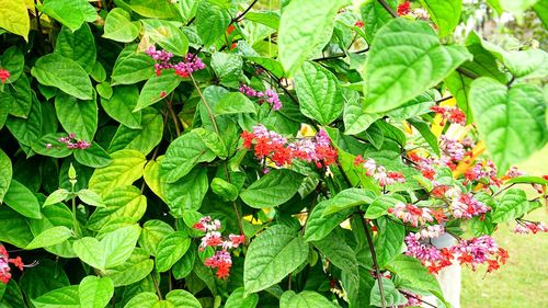 Close-up of multi colored flowers