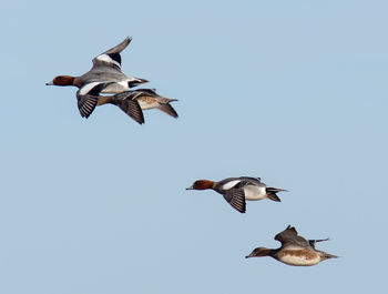 Birds flying against clear sky