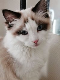 Close-up portrait of a cat