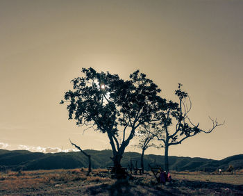 Tree on field against clear sky during sunset