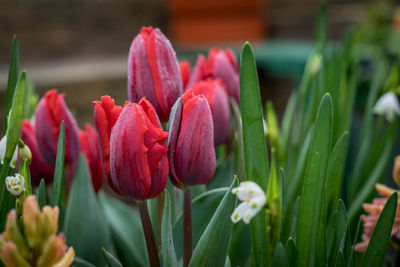 Close-up of red tulip flowers