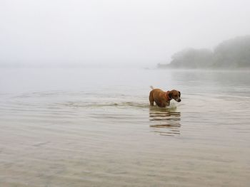 View of horse in sea against sky