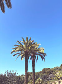 palm tree