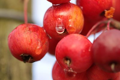 Close-up of berries