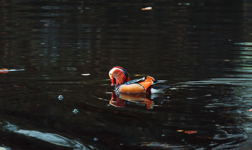 View of duck swimming on lake