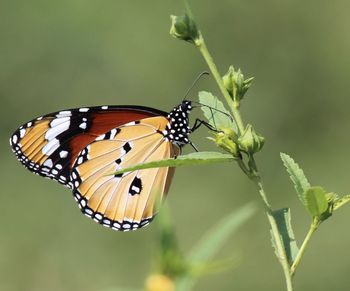 Close-up of butterfly pollinating flower
