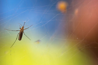 Close-up of mosquito on spider web