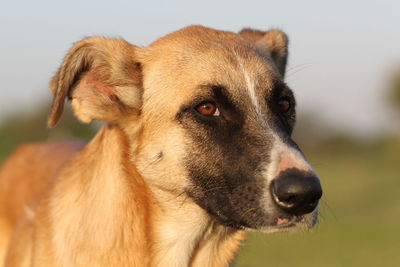 Close-up portrait of a dog