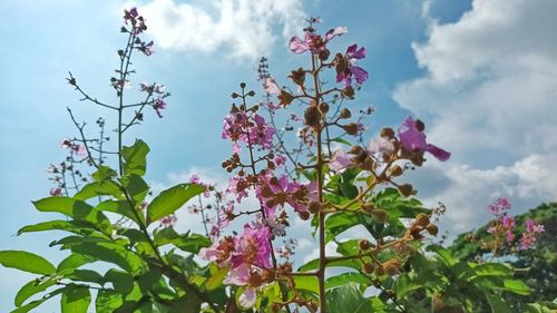 Low angle view of pink flowering tree against cloudy sky