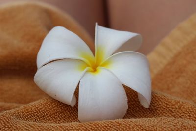 Close-up of white flower