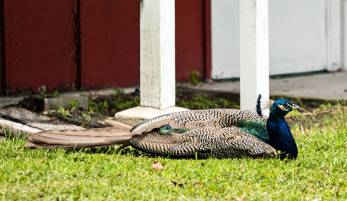 Side view of a peacock on field