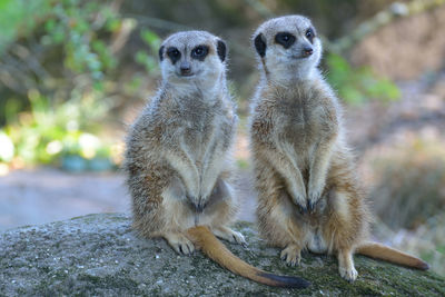 Close-up of meerkats on rock